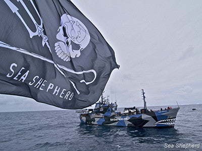 Sea Shepherd - Ever wonder about the significance of our Jolly Roger logo?  The Jolly Roger logo stands for the good pirates (Sea Shepherd) who pursue  the bad pirates (driftnetters, whalers, sealers