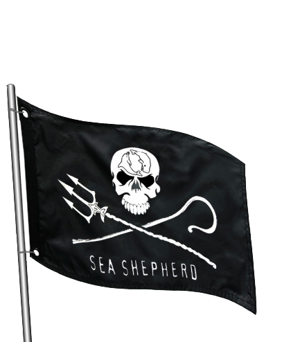 Jolly Roger Marine Flag Medium – Sea Shepherd New Zealand